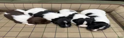 English Springer Spaniel dogs for sale: Stunning Springer Spaniels - Advert 3