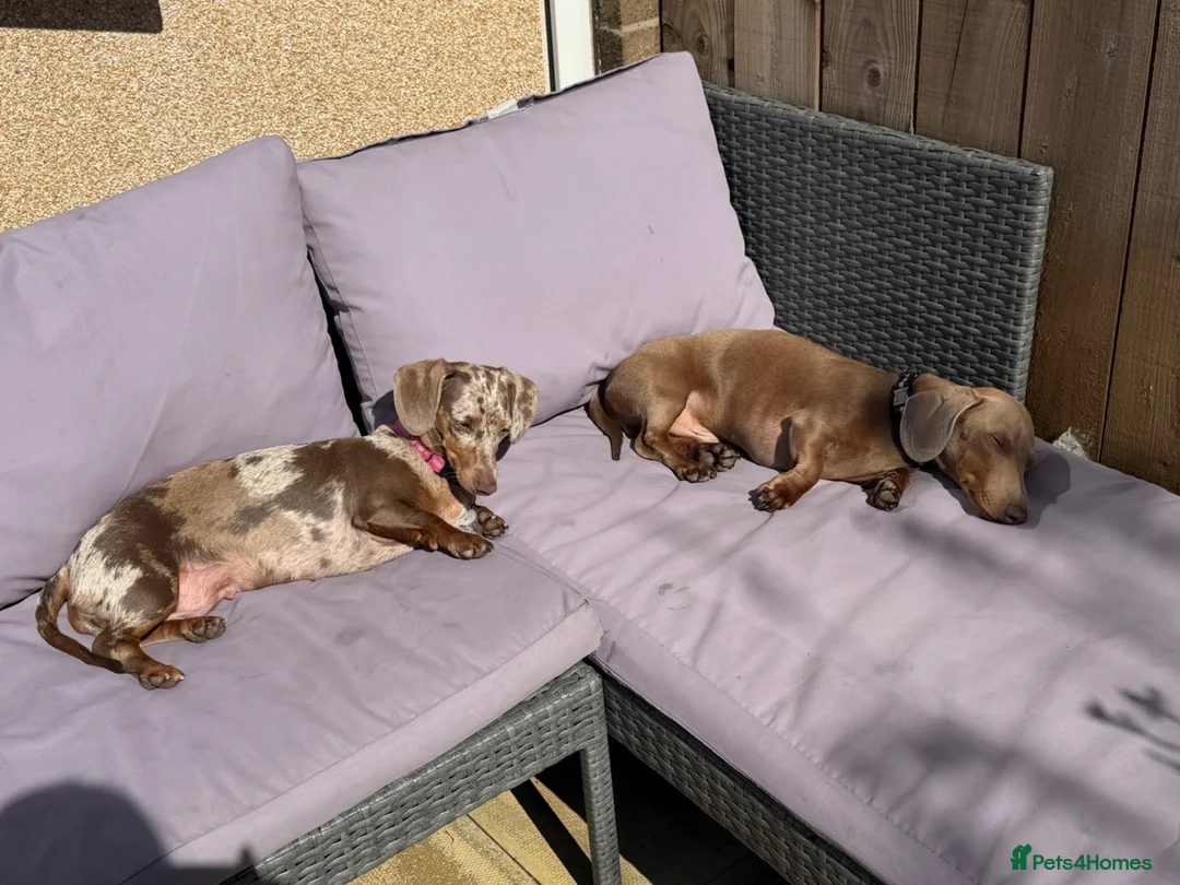 Dachshund dogs for sale: Chunky mini Dachshund puppies  in Newcastle upon Tyne - Advert 36