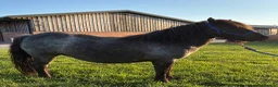 Shetland pony horses for sale: Black Roan Standard Mare  in Stoke-on-Trent - Advert 1