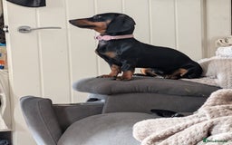 Miniature Dachshund dogs for sale: Miniature dachshund  - Image 1