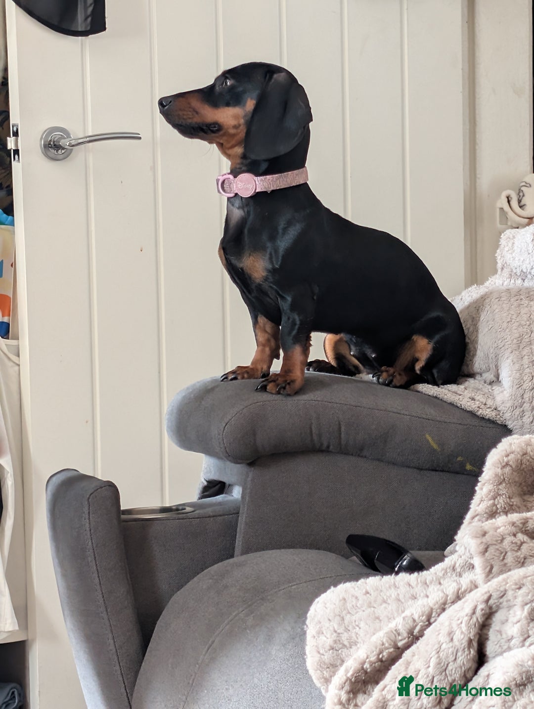 Miniature Dachshund dogs for sale: Miniature dachshund  - Image 1