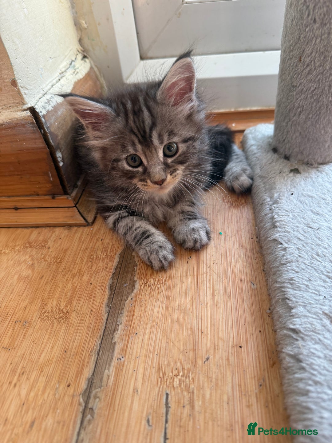 Maine Coon cats for sale: Maine Coon Kittens in Greenford - Image 5