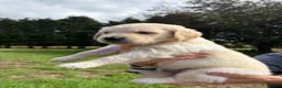 Golden Retriever dogs for sale: Beautiful chunky Golden Retriever puppies for sale in Welshpool - Advert 7
