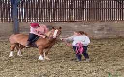 Other Breed horses for sale: Stunning Welsh X chunky gelding  - Image 2