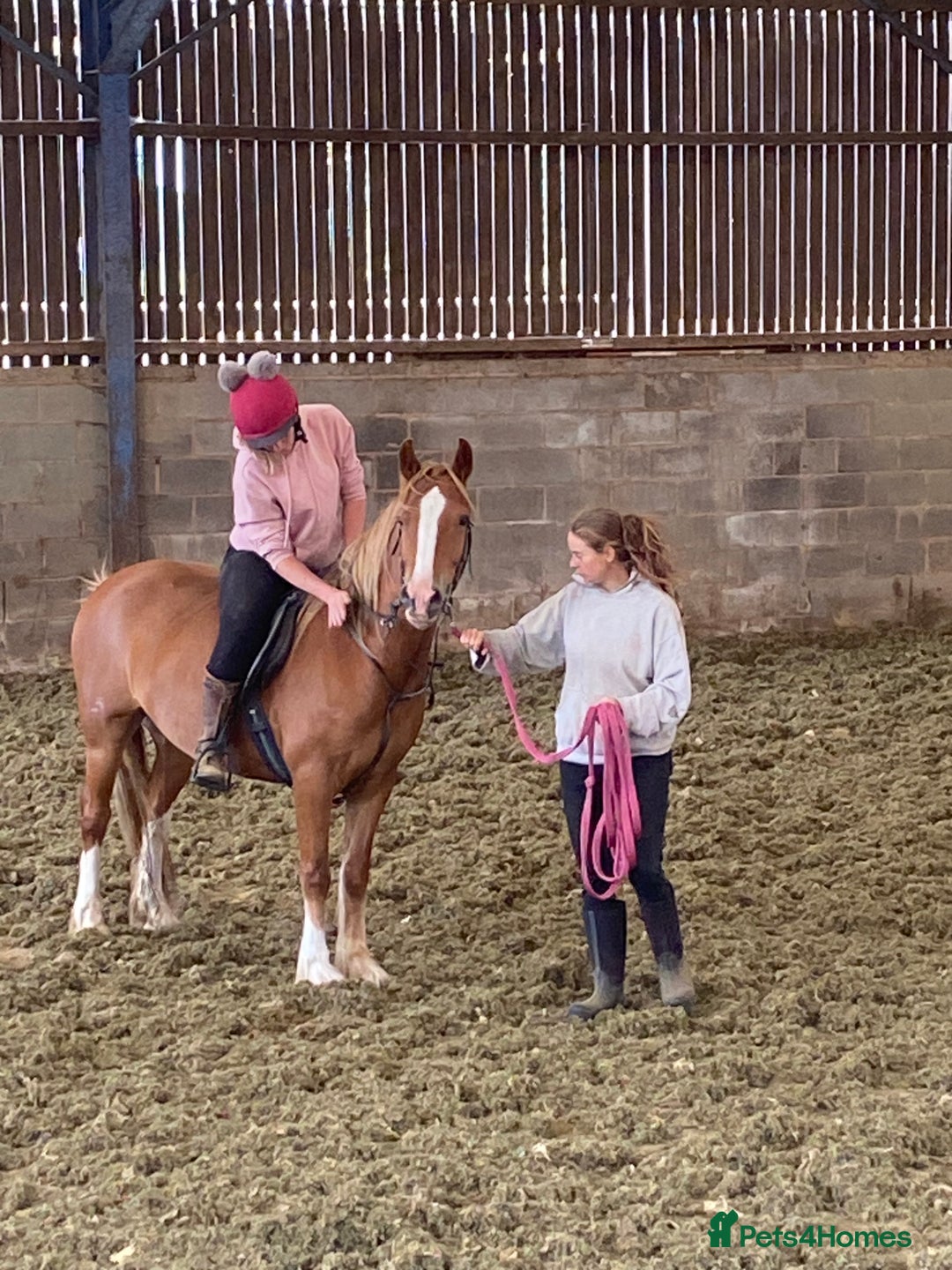 Other Breed horses for sale: Stunning Welsh X chunky gelding  - Image 2