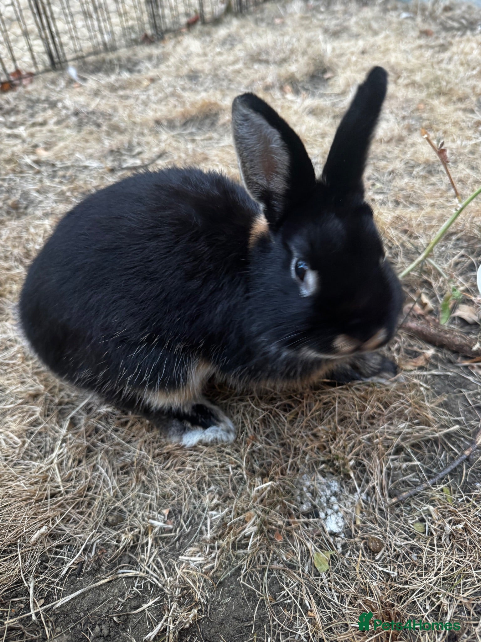 Netherland Dwarf rabbits Dwarf lovely rabbit  - Advert 13