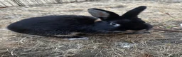 Netherland Dwarf rabbits for sale: Cuddly friendly dwarf rabbit - Advert 1