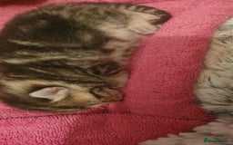 Domestic Shorthair cats for sale: 6 beautiful kitties - Image 3