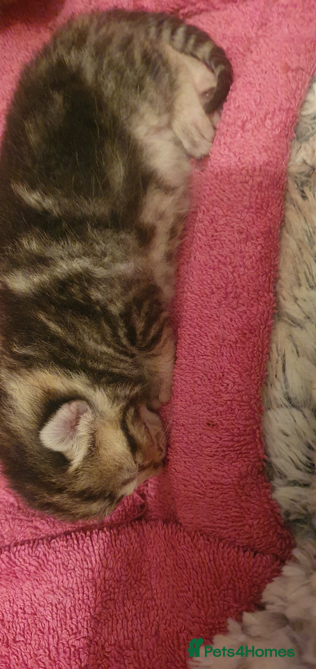 Domestic Shorthair cats for sale: 6 beautiful kitties - Image 3