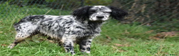 English Setter dogs for adoption: Evo   - Advert 16