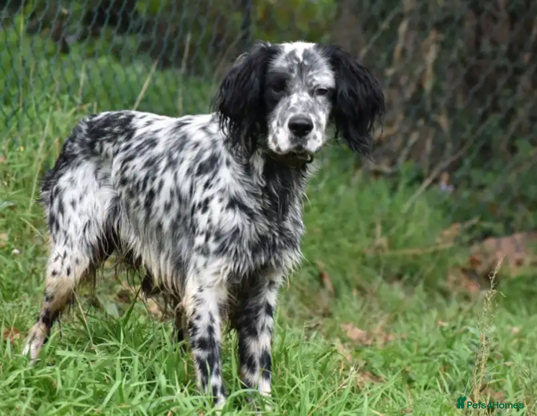 English Setter dogs for adoption: Evo   - Image 11