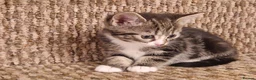 Mixed Breed cats for sale: Beautiful Kittens Ready for Their Forever Homes in Stirling - Advert 8