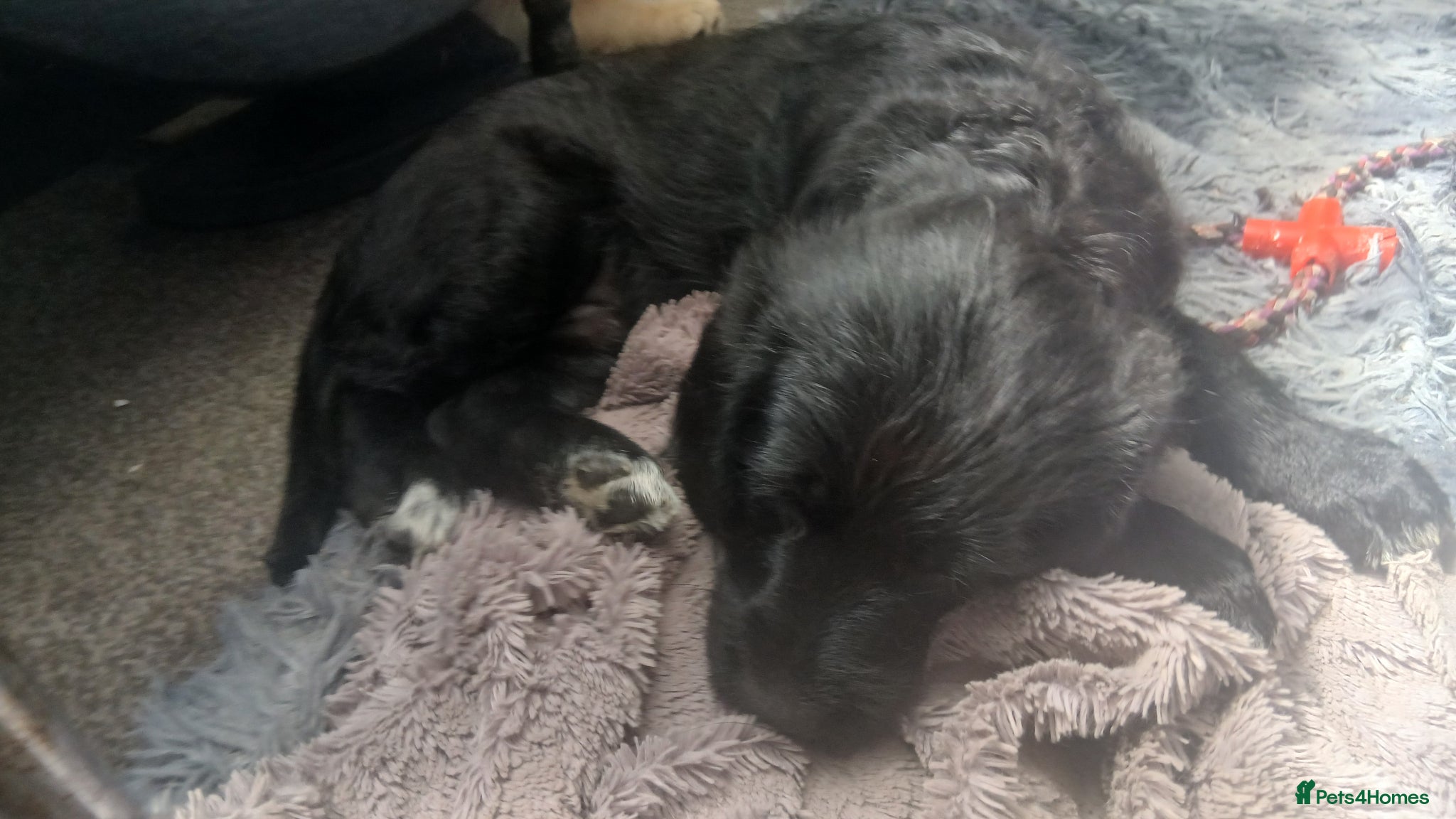 Mixed Breed dogs for sale: Ready Gorgeous Cockapoo x Gold Retriever x pups  - Advert 5