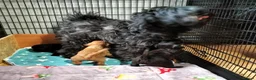 Tibetan Terrier dogs for sale: Tibetan Terrier Puppies in Morpeth - Advert 4