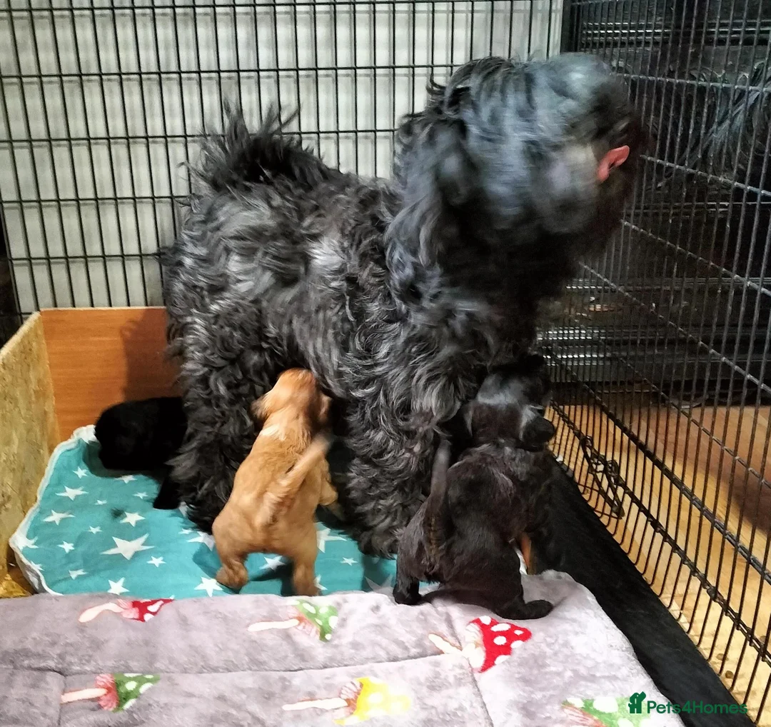 Tibetan Terrier dogs for sale: Tibetan Terrier Puppies in Morpeth - Advert 4