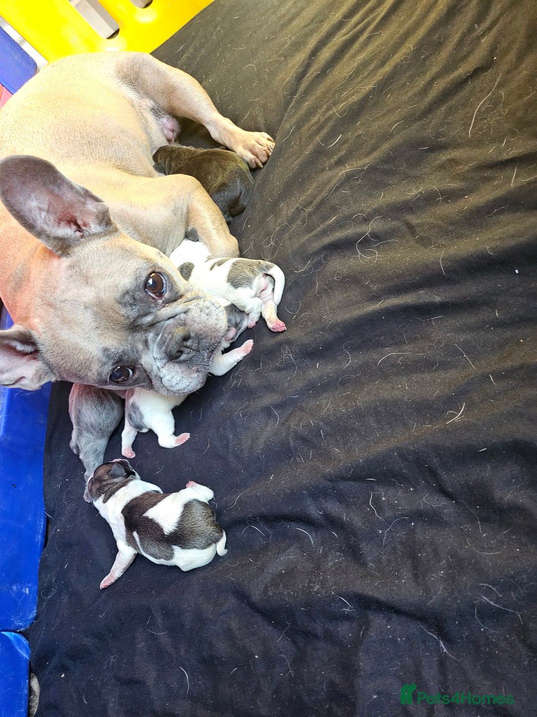 Mixed Breed dogs for sale: Frenchie X Alapaha  - Image 14