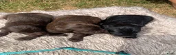 Cockapoo dogs for sale: STUNNING F1 COCKAPOO PUPS 1 GIRL 2 BOYS REMAINING - Advert 18