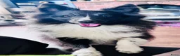 Shetland Sheepdog dogs for sale: Beautiful black bi girl  - Advert 6