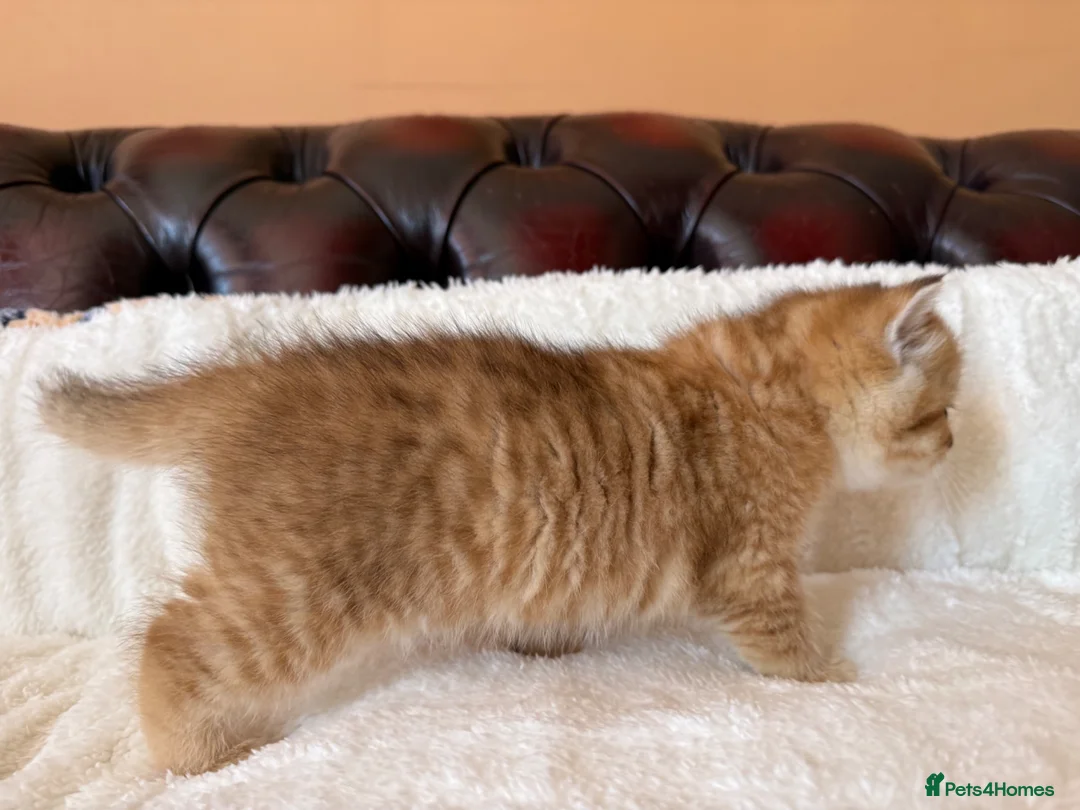British Shorthair cats for sale: Ready £800 female Golden BSH - Advert 13