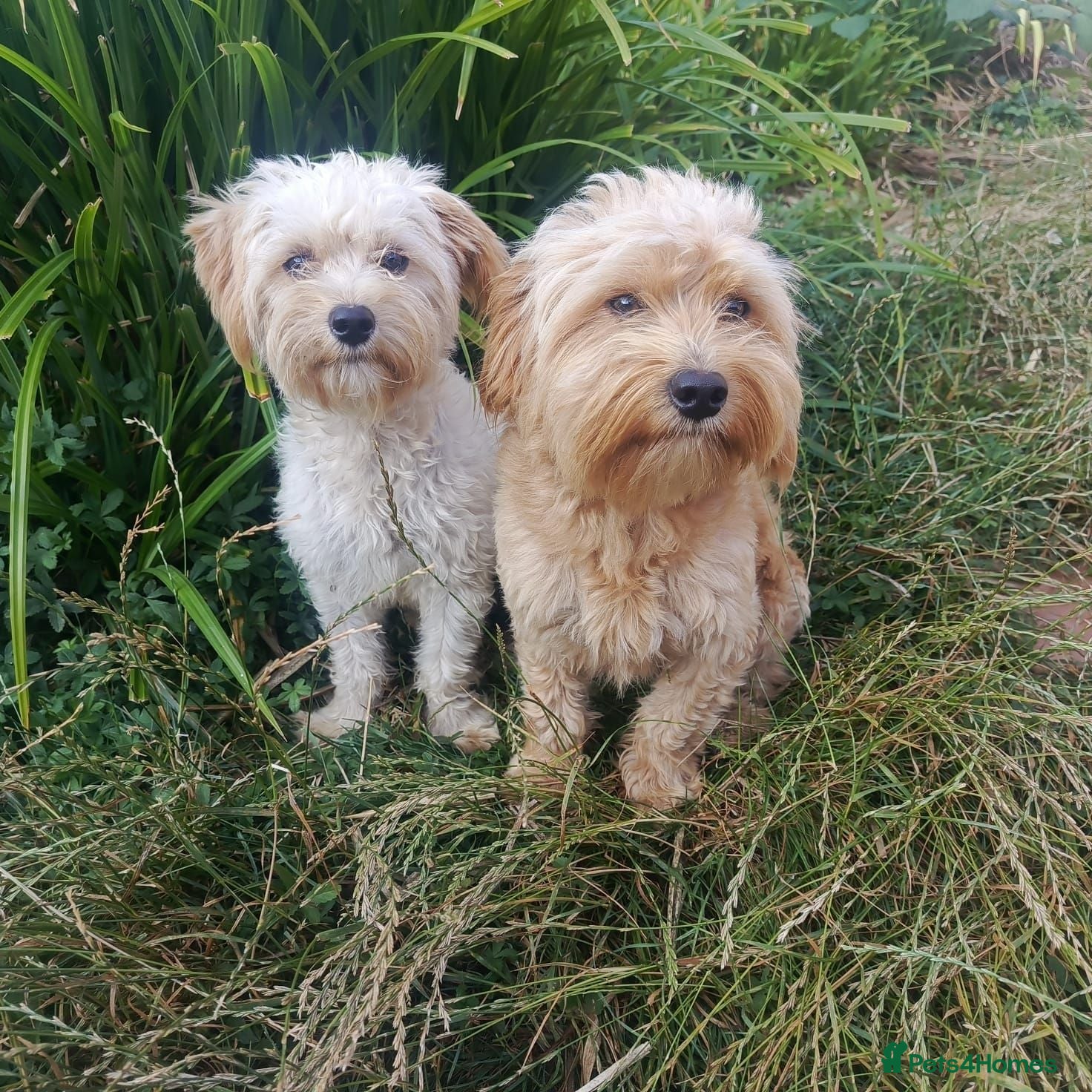 Maltese dogs Urgent mom and dad for sale  - Advert 1