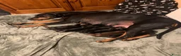 Dobermann dogs for sale: KC Registered Doberman puppies  - Advert 7