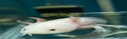 Axolotl reptiles for sale: Small And Big Axolotl @ Tameside Aquatics! 💙 - Advert 4