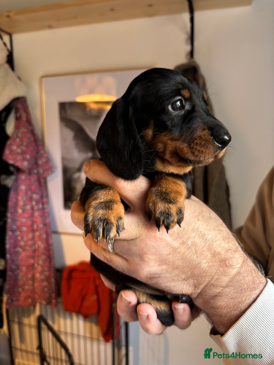 Dachshund dogs for sale: Four beautiful wire haired boys - Advert 22