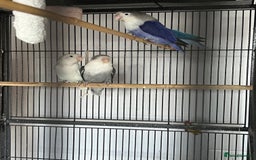 Lovebirds birds for sale: lovebird - Image 2