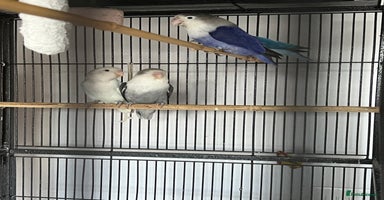 Lovebirds birds - Advert 12