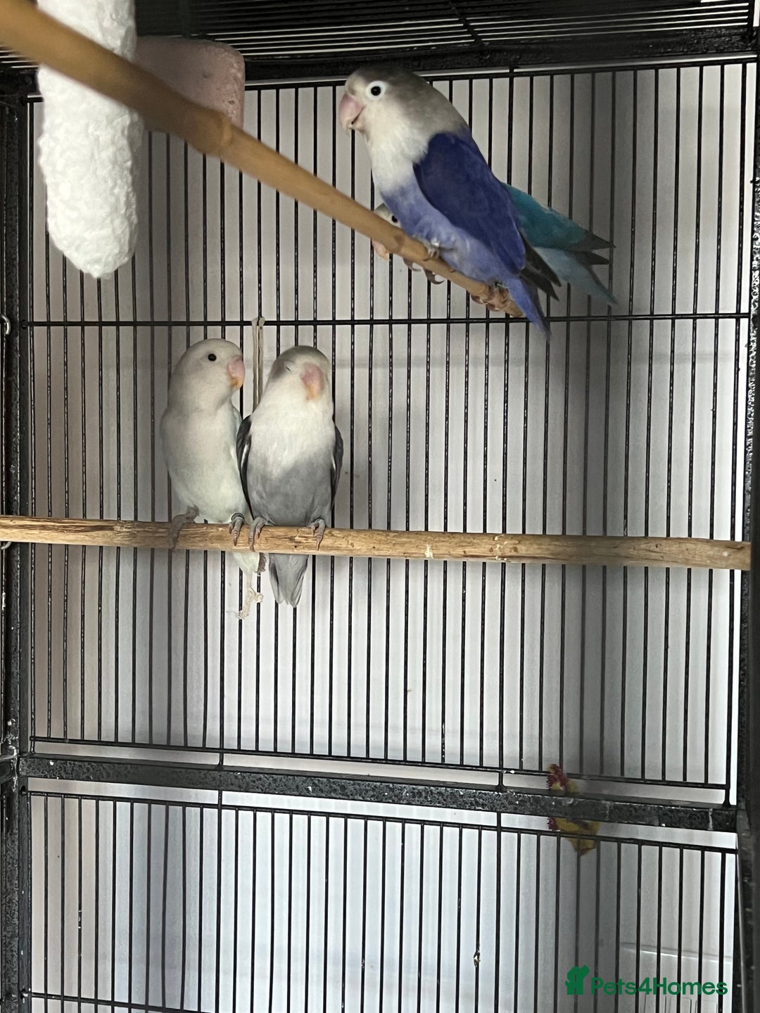 Lovebirds birds for sale: lovebird - Image 2