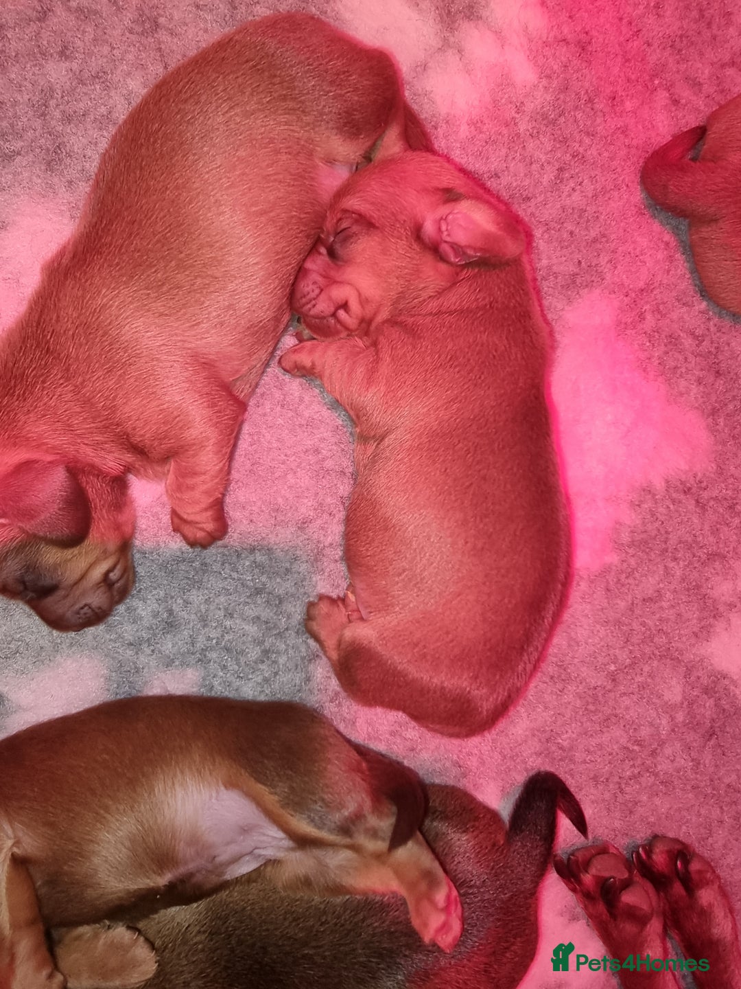 Miniature Dachshund dogs for sale: Beautiful  miniature  dachshund puppies for sale - Advert 7
