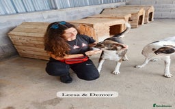 Mixed Breed dogs for adoption: Denver, 2 yrs approx. Available for adoption. - Image 13