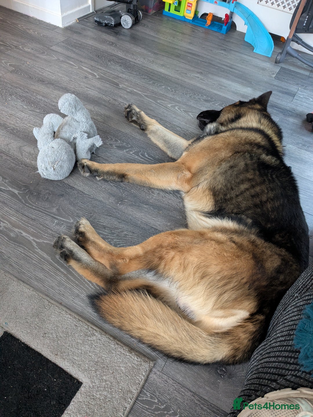 Mixed Breed dogs for sale: GSD Mix Adult Male – Needs Experienced, Adult-Only - Advert 5