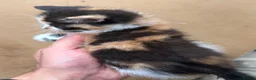 Mixed Breed cats for sale: Beautiful Fluffy Kittens - Advert 8