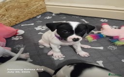 Staffordshire Bull Terrier dogs for sale: Staffie puppies for sale  - Image 29
