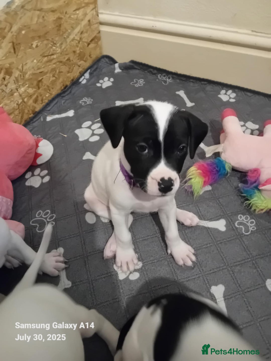 Staffordshire Bull Terrier dogs for sale: Staffie puppies for sale  - Image 29
