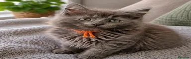 Orange collar