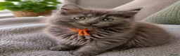 Maine Coon cats for sale: Gorgeous Reg. Maine Coon kittens from HEALTH TESTE - Advert 8