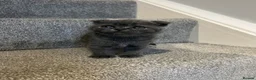 Scottish Fold cats for sale: •	Charming Scottish Fold Kittens Available  - Advert 9