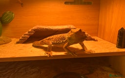 Bearded Dragon reptiles for sale: 1.5 year old Bearded dragon with kit - Image 7