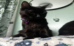 Mixed Breed cats for sale: 2 long haired black females❤️ - Image 10