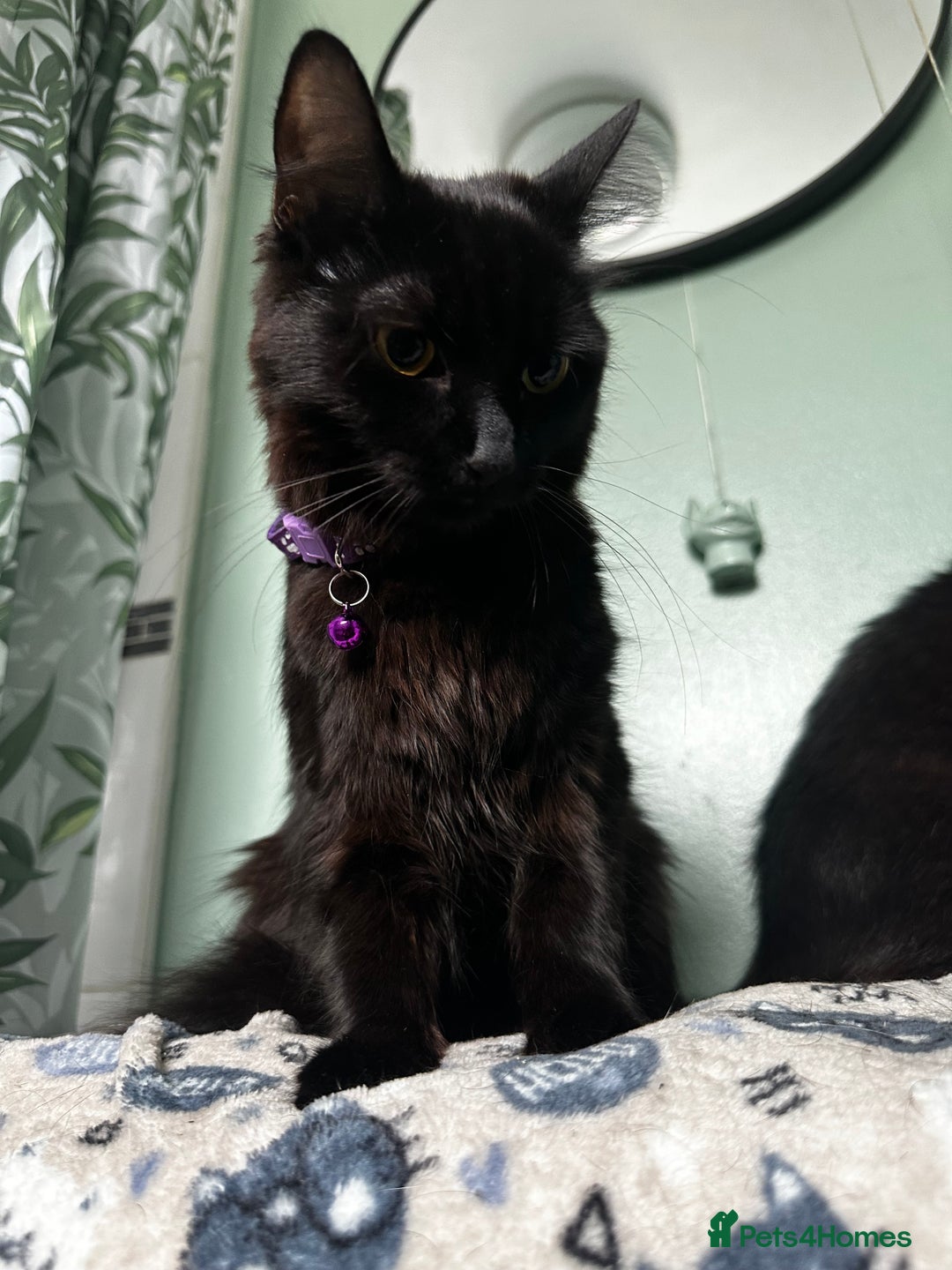 Mixed Breed cats for sale: 2 long haired black females❤️ - Image 10