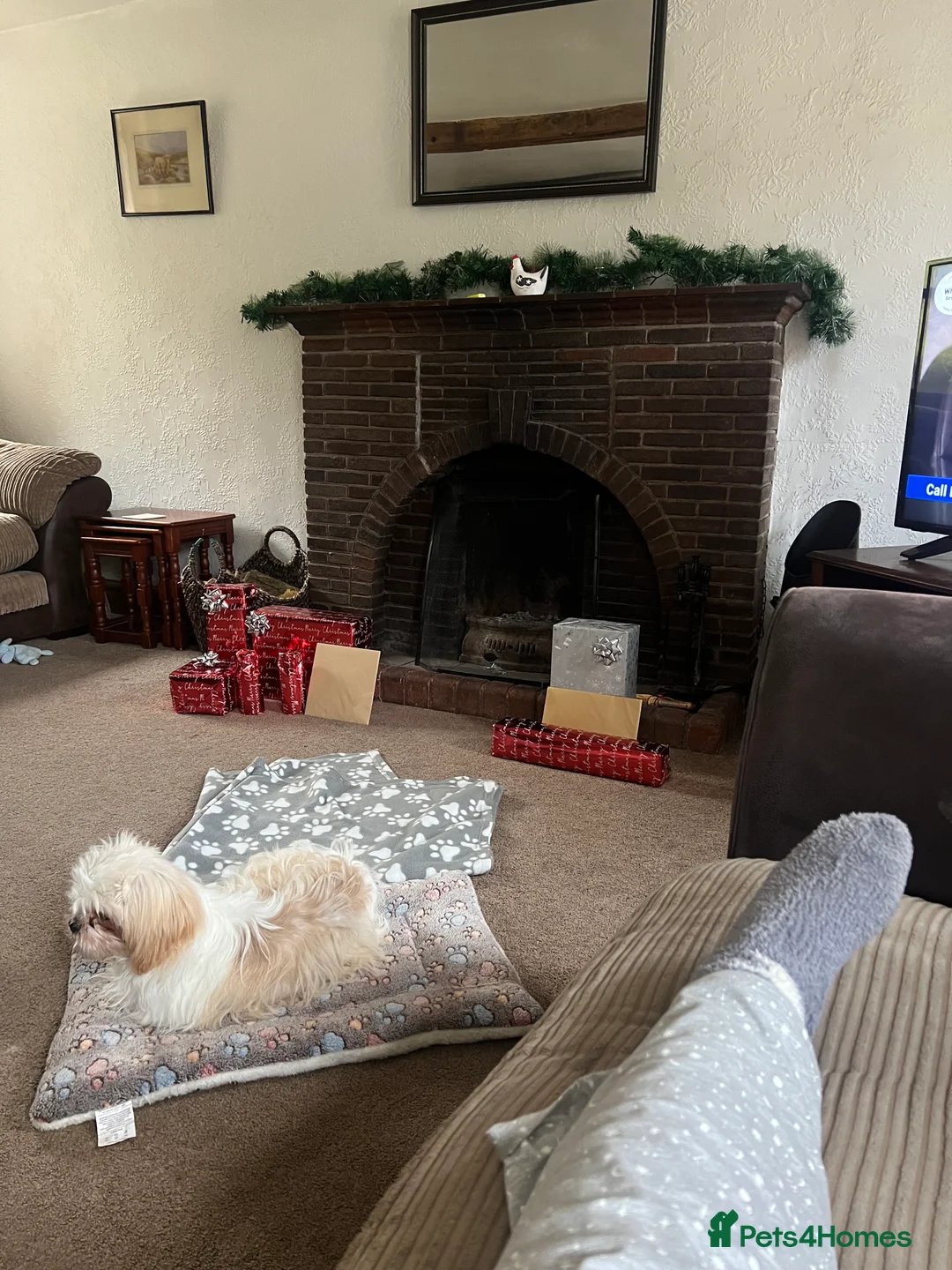 Malshi dogs for sale: Beautiful Malshi needs new home - Advert 3