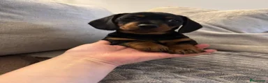 Miniature Dachshund 2