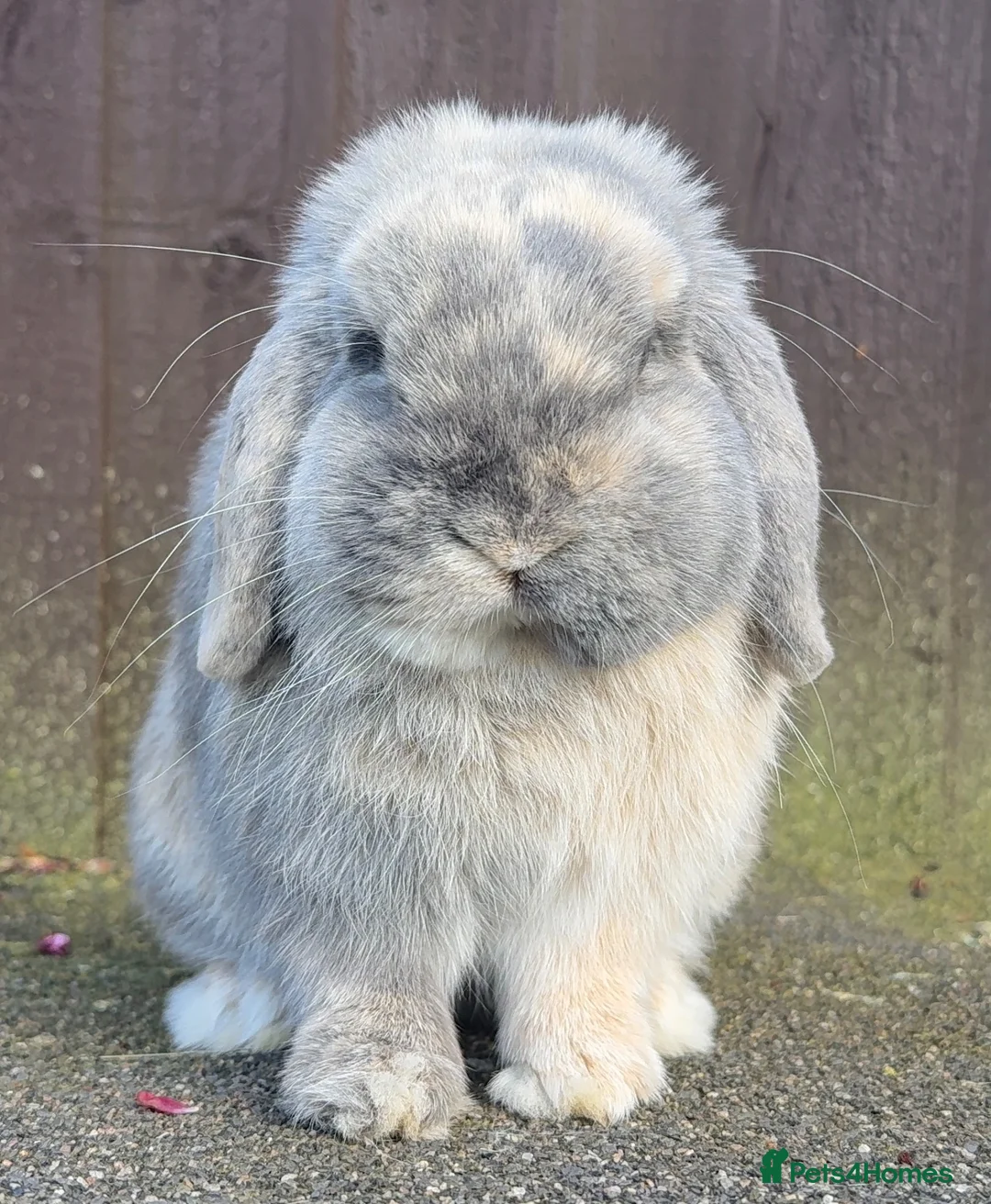 Mini Lop rabbits for sale: Blue Harli vm buck  - Advert 9