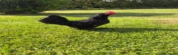 Chickens poultry for sale: 4 Booted bantam hens - Advert 4