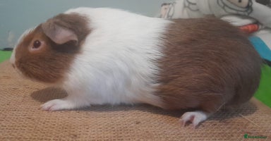Guinea Pig rodents - Advert 8