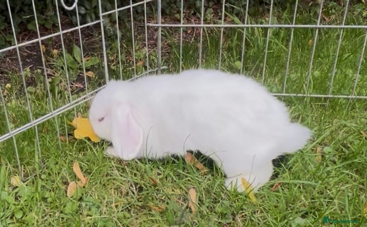 Mini Lop rabbits - Advert 12
