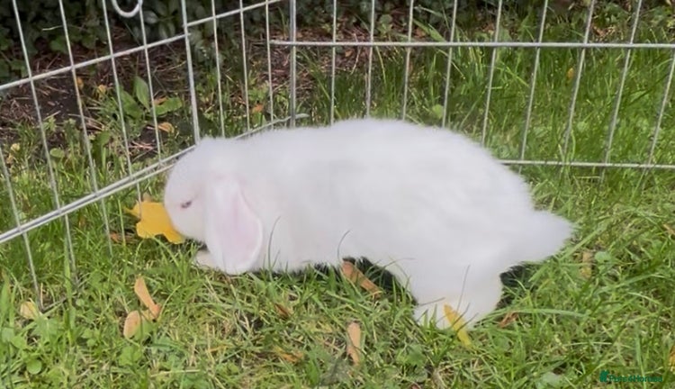 Mini Lop rabbits - Advert 4