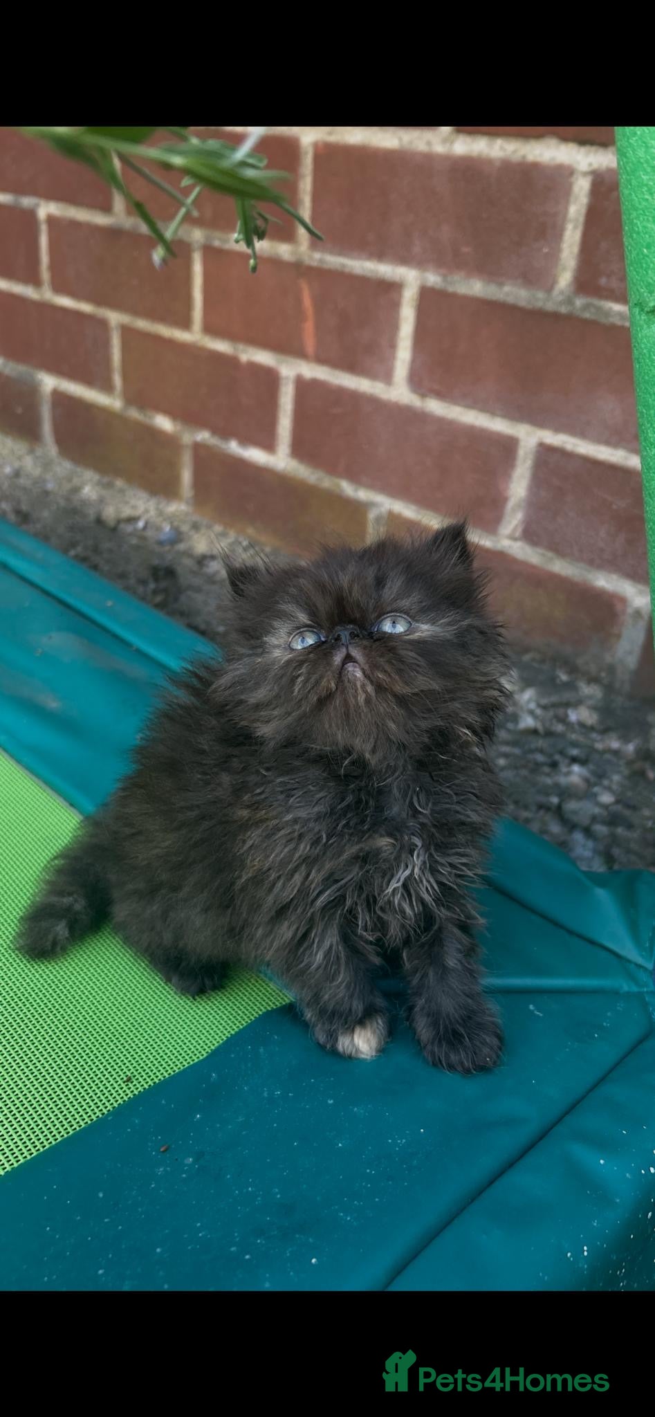 Persian cats Persian kittens looking for their forever home  - Advert 3